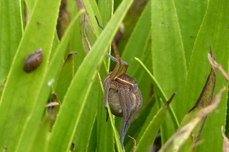 Suffolk Wildlife Trust