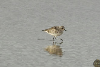Suffolk Wildlife Trust
