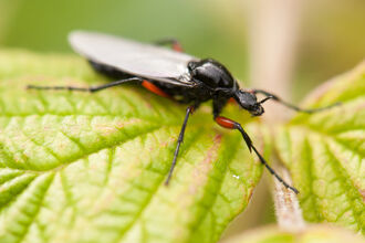 Suffolk Wildlife Trust