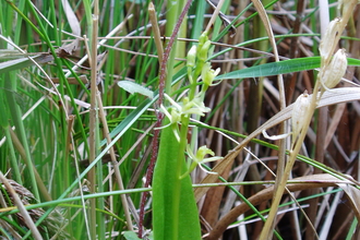 Suffolk Wildlife Trust