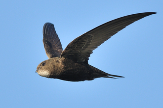 Swift by David Moreton