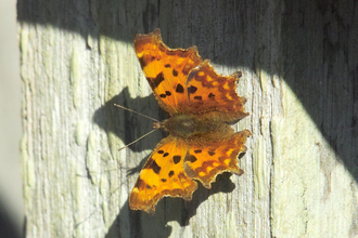 Suffolk Wildlife Trust