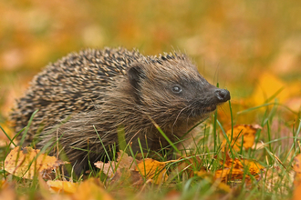 Suffolk Wildlife Trust