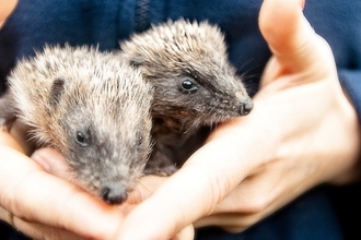 Suffolk Wildlife Trust