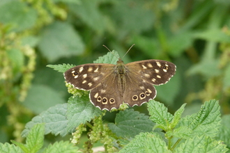 speckled wood