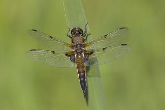 Suffolk Wildlife Trust