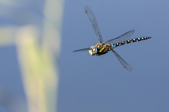 Migrant hawker