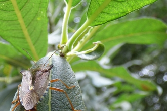 Forest bug 