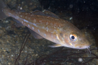 Juvenile cod by Paul Naylor http://www.marinephoto.co.uk/