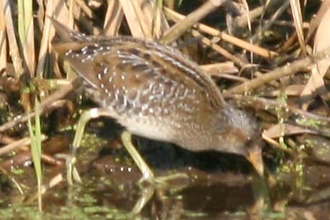 Spotted crake by Dave Appleton