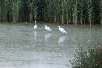 little egrets