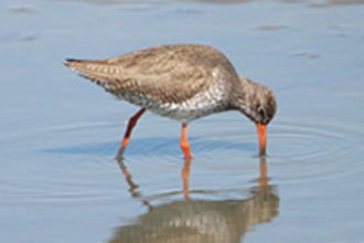 Suffolk Wildlife Trust