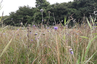 fen meadow devil's-bit scabious