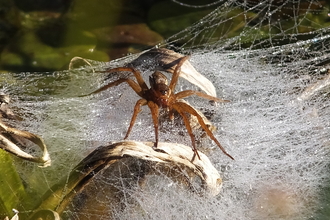 Fen raft spider on dew covered nursery web