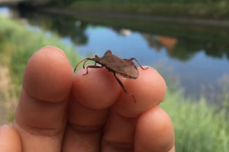 Dock bug