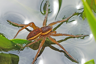 Suffolk Wildlife Trust