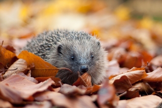 Suffolk Wildlife Trust