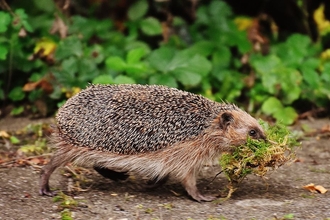 Nesting hedgehog