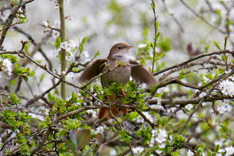 Suffolk Wildlife Trust