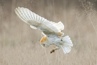 Suffolk Wildlife Trust