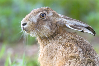 Brown hare by Graeme Mayes