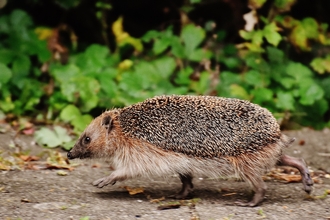 Walking hedgehog