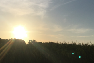 Reed beds