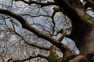 Courtesy of Gemma de Gouveia