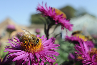 Suffolk Wildlife Trust