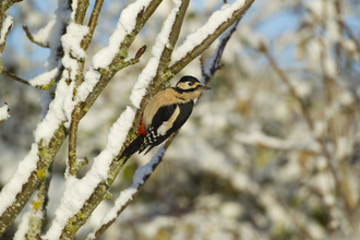 Great spotted woodpecker