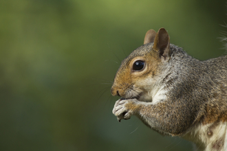 Grey Squirrel, Christchurch Park, Kevin Sawford