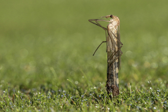 Suffolk Wildlife Trust