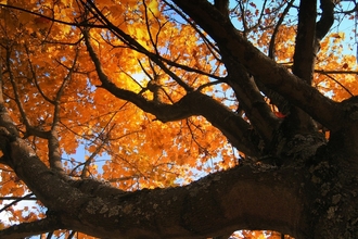 Beech tree in autumn