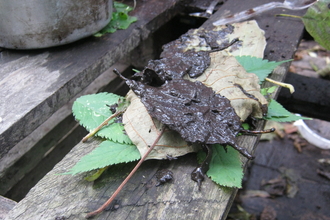 Leaf sandwich