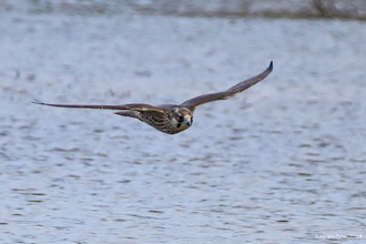 Peregrine at Lackford