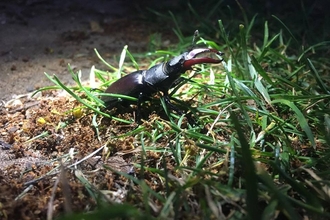 Stag Beetle, Pipers Vale - Lucy Shepherd 