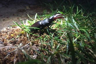 Stag Beetle, Pipers Vale - Lucy Shepherd