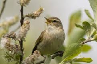 ChiffChaff