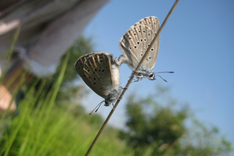 Suffolk Wildlife Trust