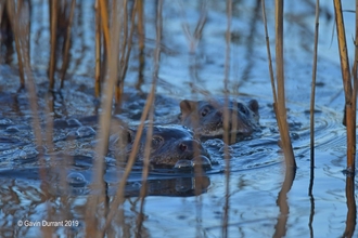 Two otters swimming at Carlton Marshes