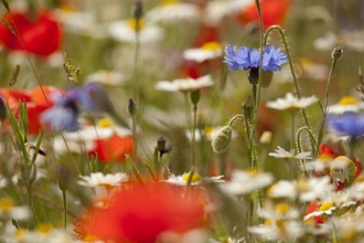Wildflower meadow - Paul Hobson 