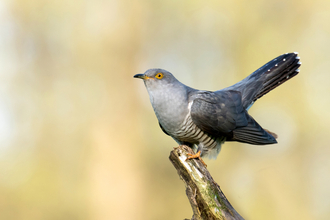 Cuckoo Adobe Stock