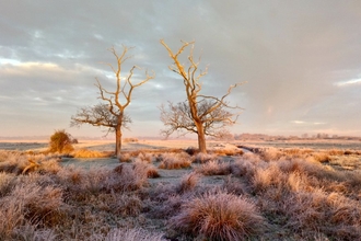 A view of the Carlton Marshes lightning trees on a frosty morning