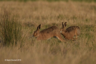 Two hares chasing each other over grazing marshes