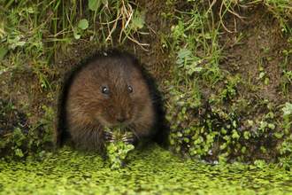 Suffolk Wildlife Trust