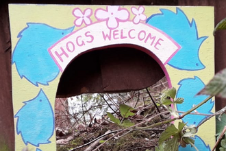 Hogs welcome