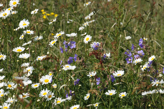 Suffolk Wildlife Trust