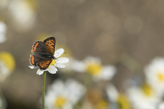 Suffolk Wildlife Trust