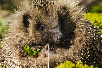 Hedgehog at Bradfield by Chris Allen