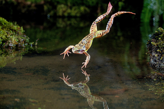 Diving frog Dale Sutton 2020Vision